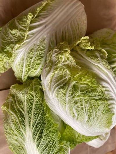 Капуста пекинская