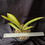 Сансевиерия SUDWALLA CAVES VAR