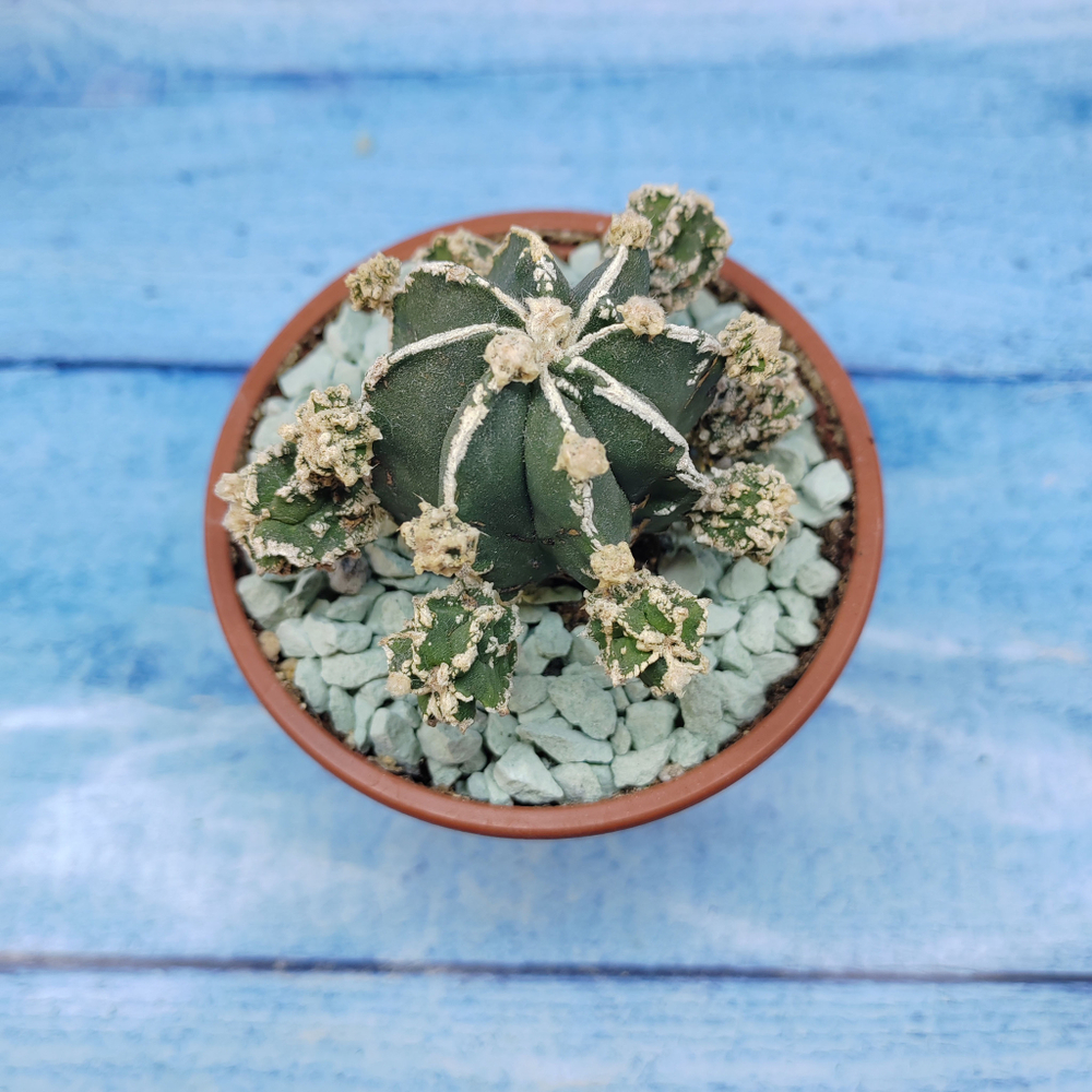 Astrophytum Myriostigma "Hakujo Fukuryu"  (Астрофитум)