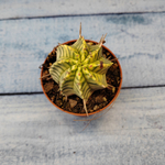 Euphorbia meloformis f. Variegated (Эуфорбия вариегатная)