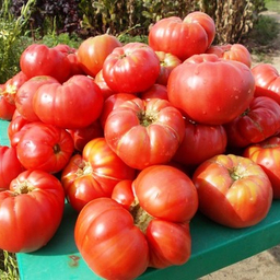 ТОП КОЛЛЕКЦИИ ТОМАТОВ