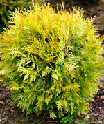 Туя Глобоза Ауреа (Thuja occidentalis Globosa Aurea) р9 август 2026 г.