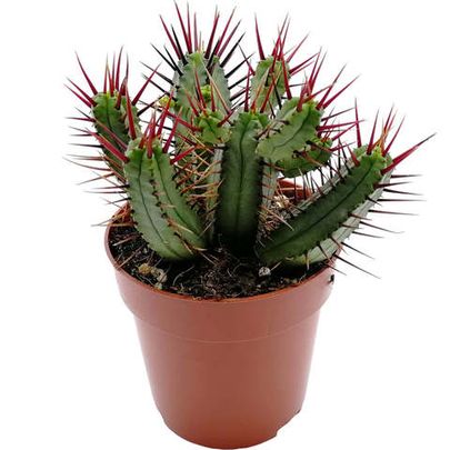 Купить живые суккуленты 🌵 Интернет-магазин суккулентов EnjoyPlants
