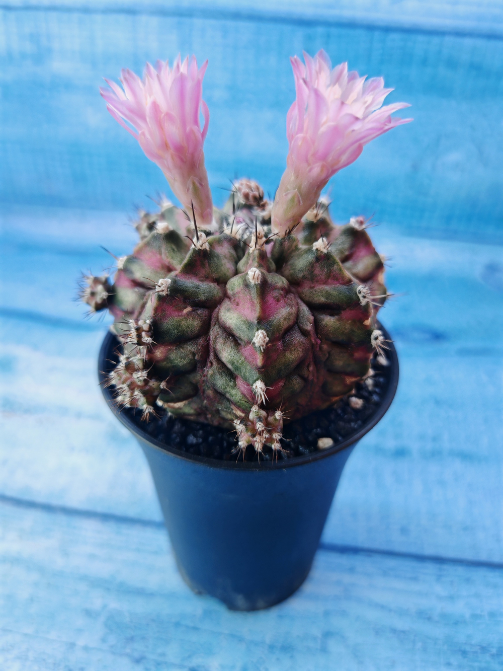 Gymnocalycium T-Rex Pink hybride (Гимнокалициум T-rex)