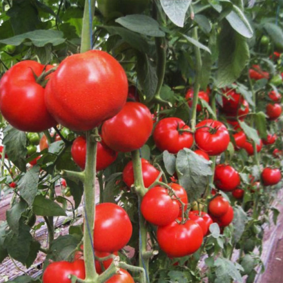 БОБКАТ F1 семена томата детерминантного (Syngenta) купить – фото 4