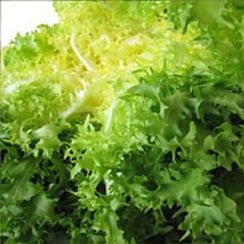 Зидан семена эндвия (Enza Zaden / Энза Заден)