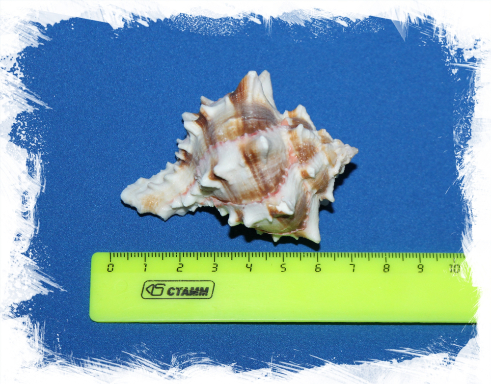 Мурекс Брассика, 6-9см, 1шт