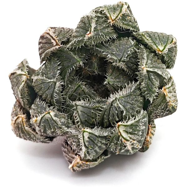 Хавортия Венуста