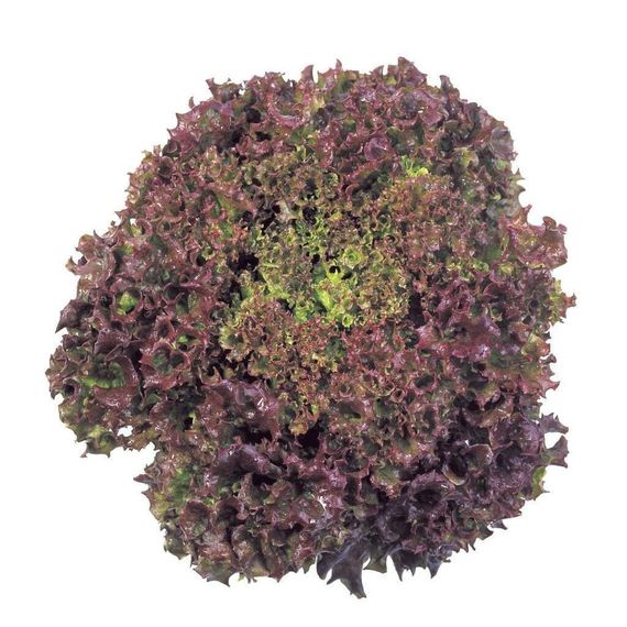 РЕВОЛЮЦИЯ семена салата Nunhems отзывы