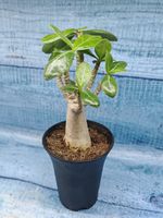Adenium Baobab (Адениум)
