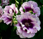 Роза Айс фо Ю