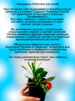 Остеоспермум Пурпурная ложка Маргариты