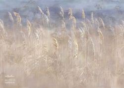 Бесшовная фреска Ардженто 0037-S1, 2,7 м (Ширина 4 м)