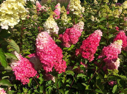 Гортензия метельчатая «Фрайз Мелба» (Fraise Melba)