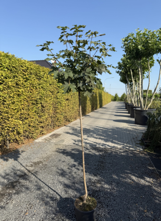 Клен остролистный Глобозум штамб Закупка М66 апрель 2026