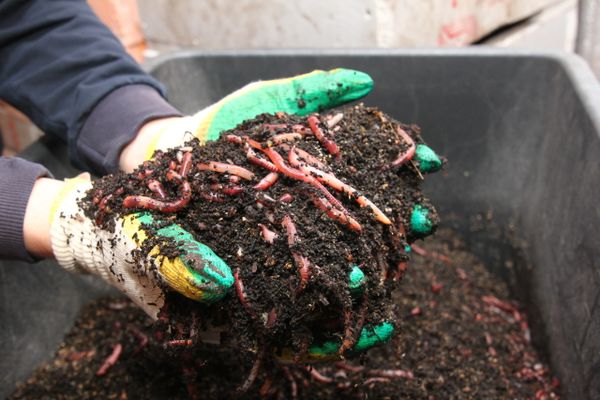 Как привлечь дождевых червей в сад: простые методы Как привлечь дождевых червей в сад: простые методы