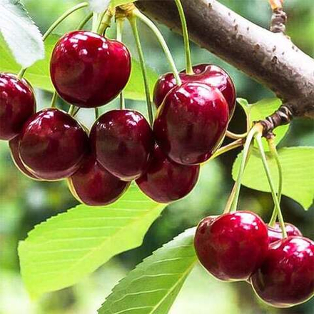 Черевишня (дюк) КОРМИЛИЦА