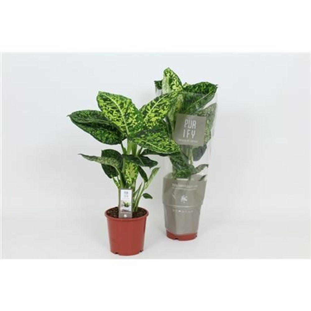 75. Диффенбахия Рефлектор (Dieffenbachia Reflector) D17см Н60см