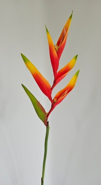 Геликония красная / Арт 2207