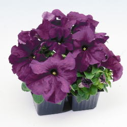 Петуния грандифлора Лимбо Джи Пи Дип Парпл (100др) Витагрин Профи