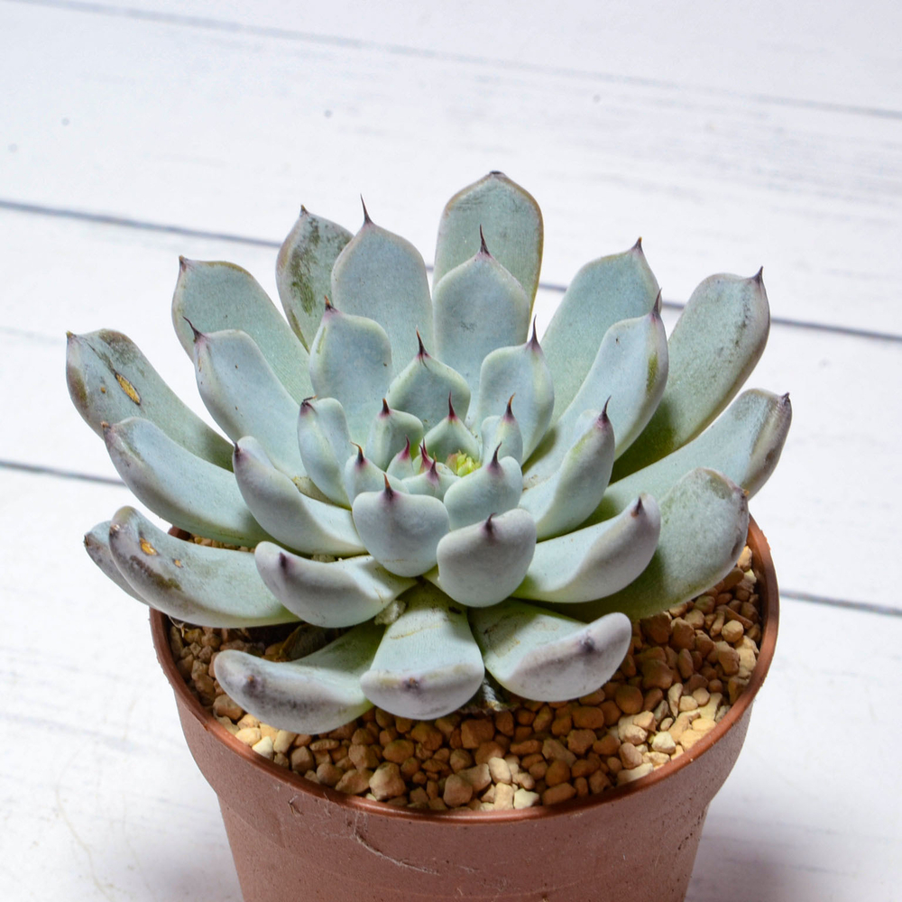 Echeveria Cuspidata Zaragoza (Эхеверия)
