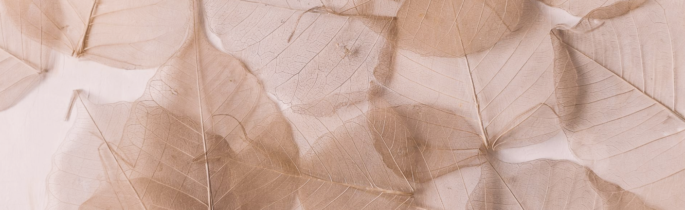 Dorothee Schumacher