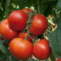 Панекра F1 семена томата индетерминантного (Syngenta / Сингента)