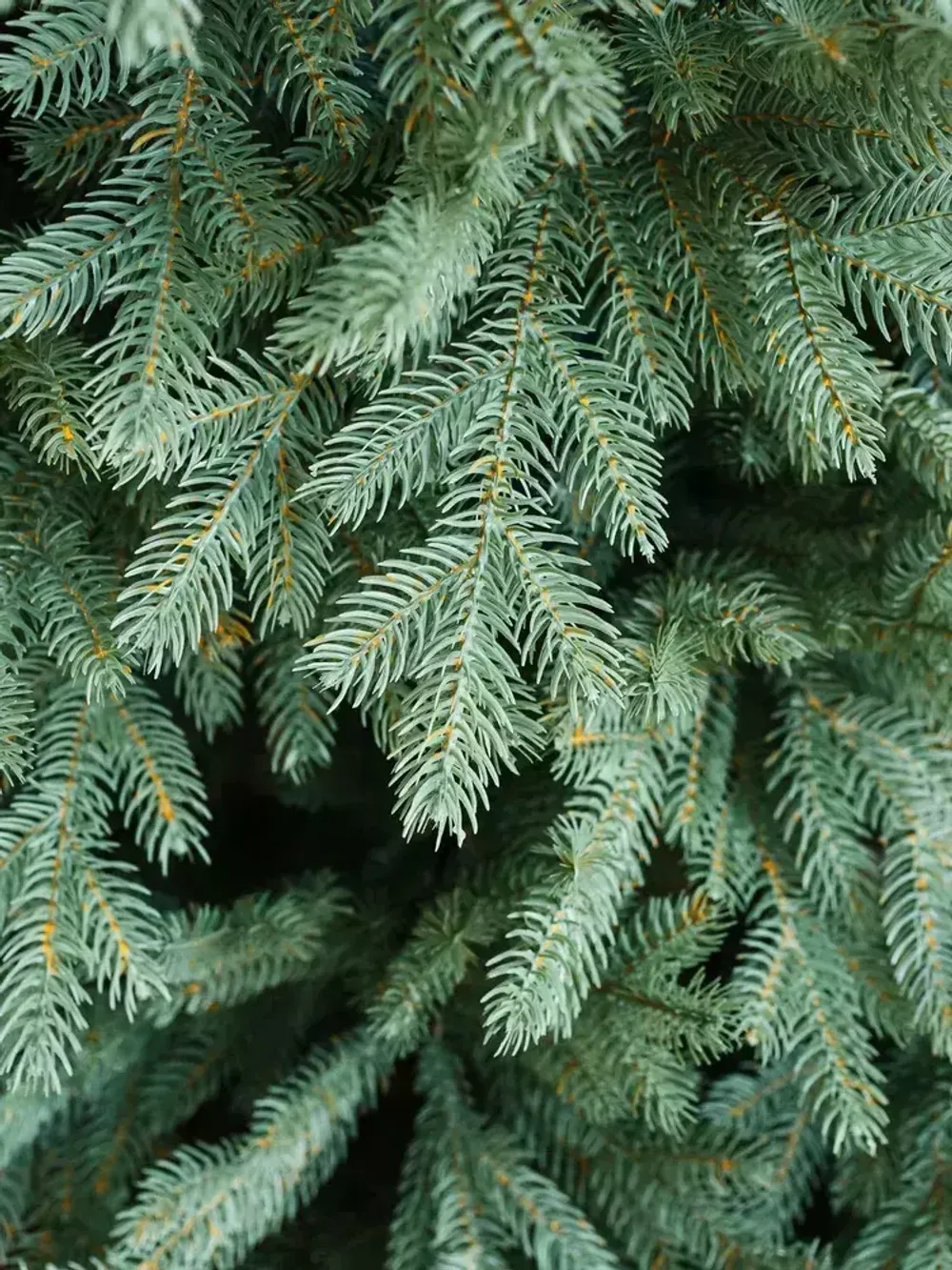 Ель искусственная голубая «Марселло» (Литая хвоя) 210 см / 2.1 м