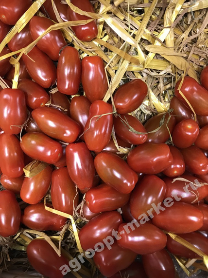 Идолини F1 семена томата индетерминантного (Rijk Zwaan / Райк Цваан) культура – фото 10