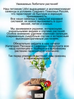 Гранат Нана комнатный миниатюрный