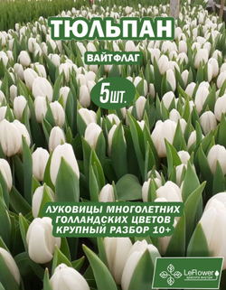Тюльпан Луковица, Вайт Флаг, 5шт крупные