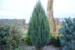 Можжевельник скальный Скайрокет В200-225