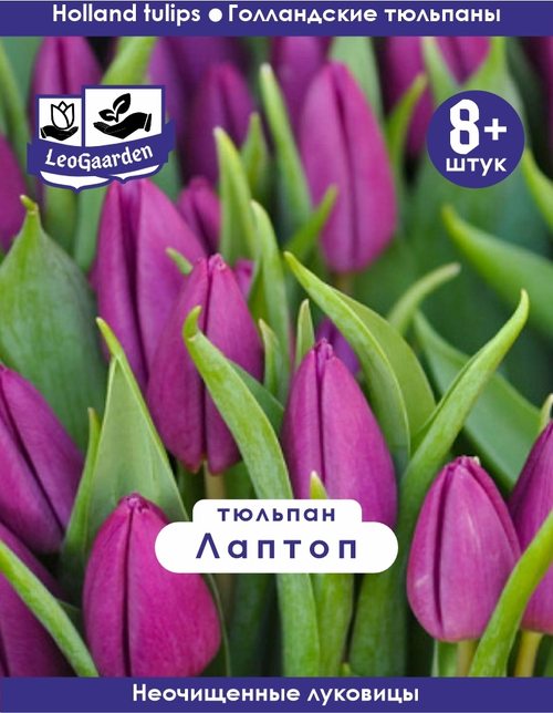 Тюльпан Луковица, Лаптоп, 8+ шт