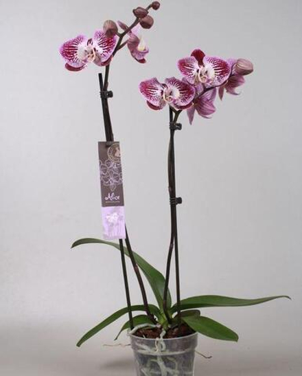 Фаленопсис