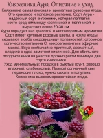 Княженика Аура княжья ягода