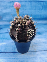Gymnocalycium T-Rex Pink hybrid (Гимнокалициум T-rex)