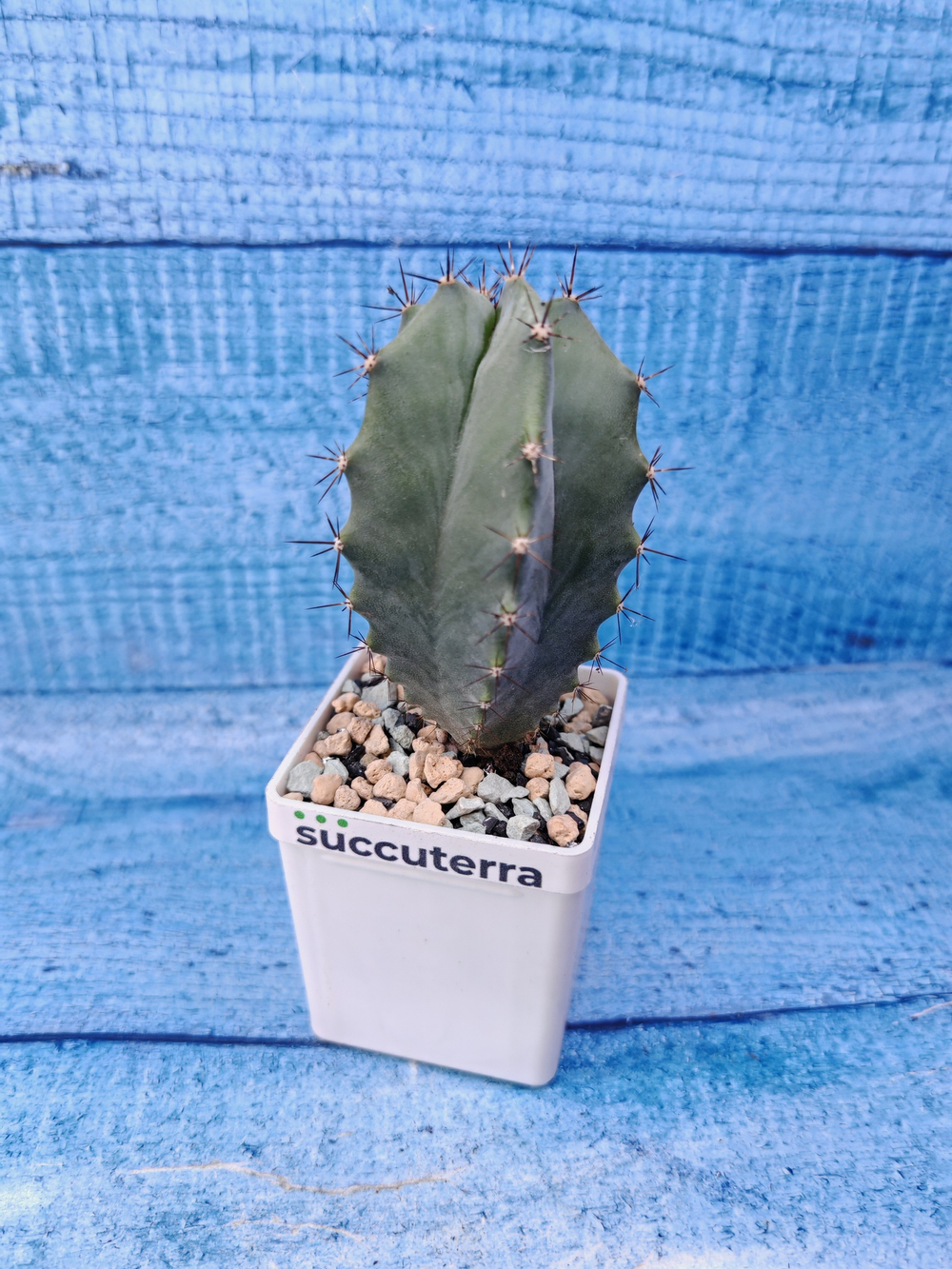 Lemaireocereus Pruinosus (Лемэроцереус)
