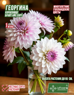 Георгина Корневище, Брайт Айс, 1 шт
