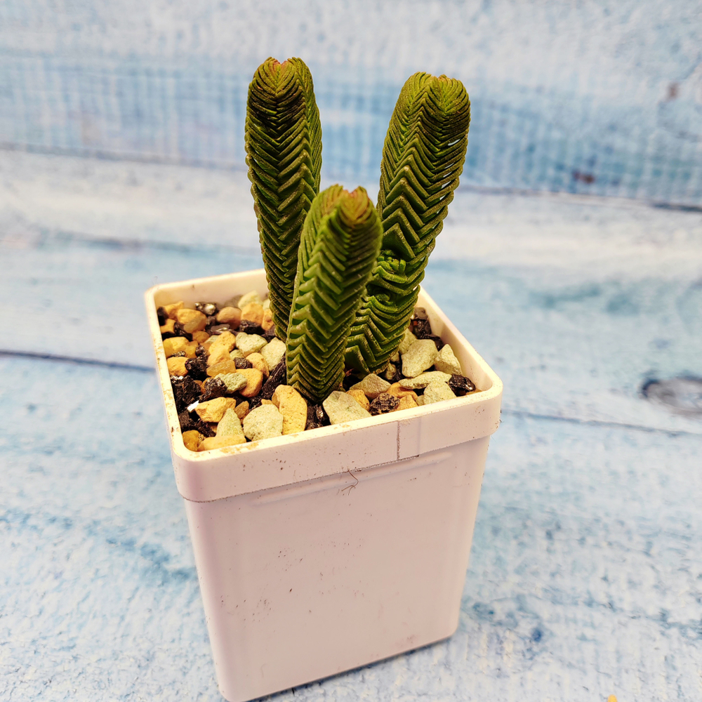 Crassula pyramidalis compacta (Крассула)