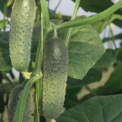 Огурец Миамара F1 7шт ВитаГрин ЭКСТРА