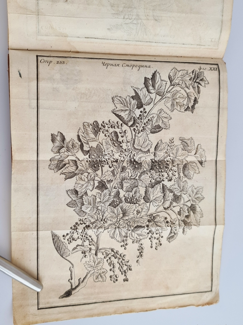 "Описание естественного состояния растущих в северных российских странах лесов с различными примечаниями и наставлениями"  Ф.Г.Фокель. 1766 г.