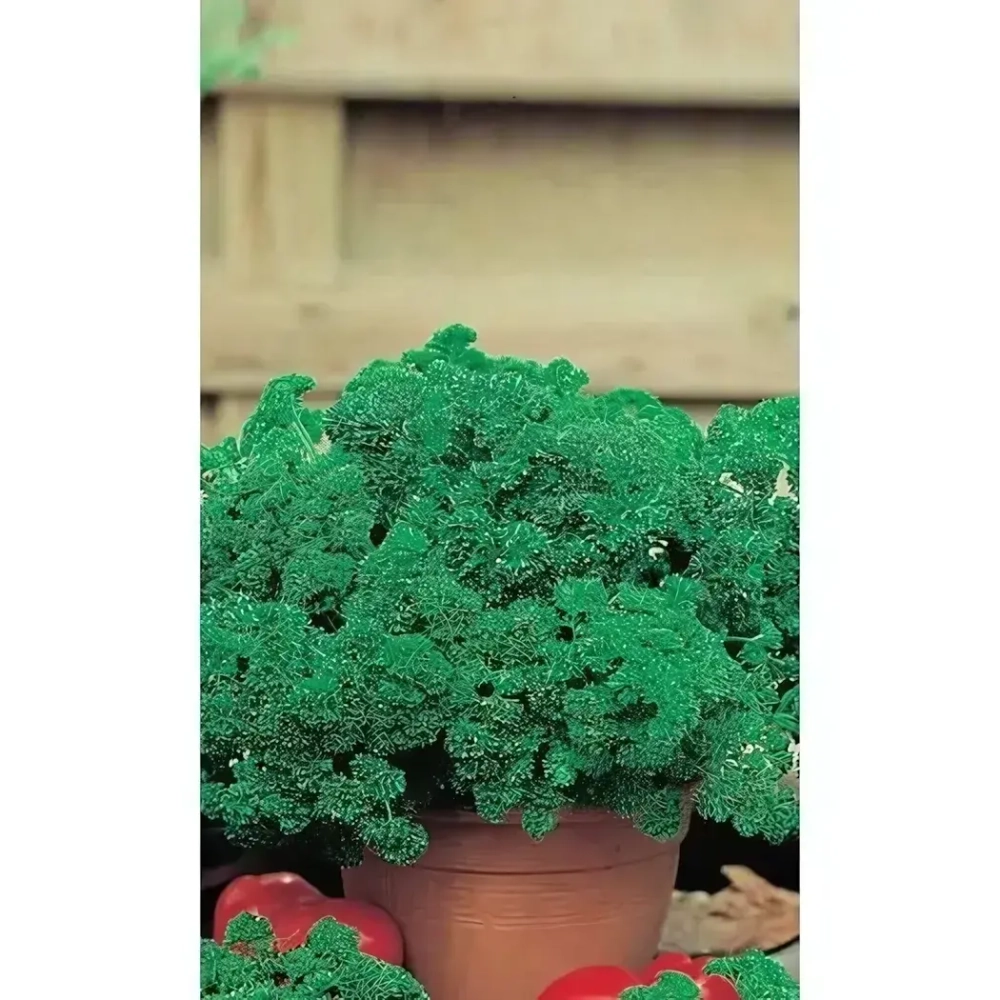 Семена Петрушка Хлопец Кучерявый - кудрявая (УД) Е/П