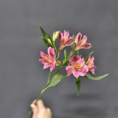 Альстромерия