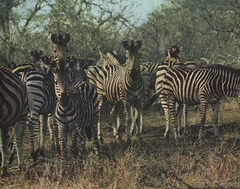 Среди животных Африки