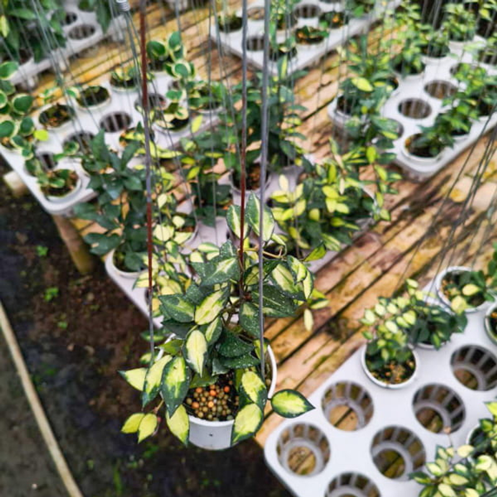 Хойя LACUNOSA MIDORI