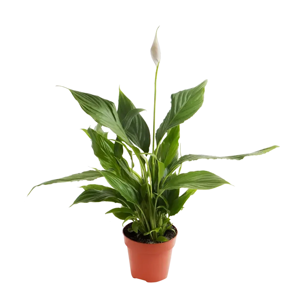 Спатифиллум