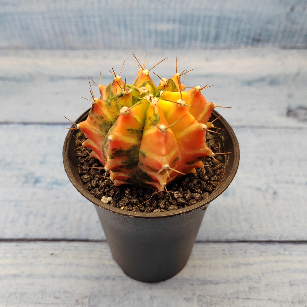 Gymnocalycium Variegata (Гимнокалициум Вариегатный)