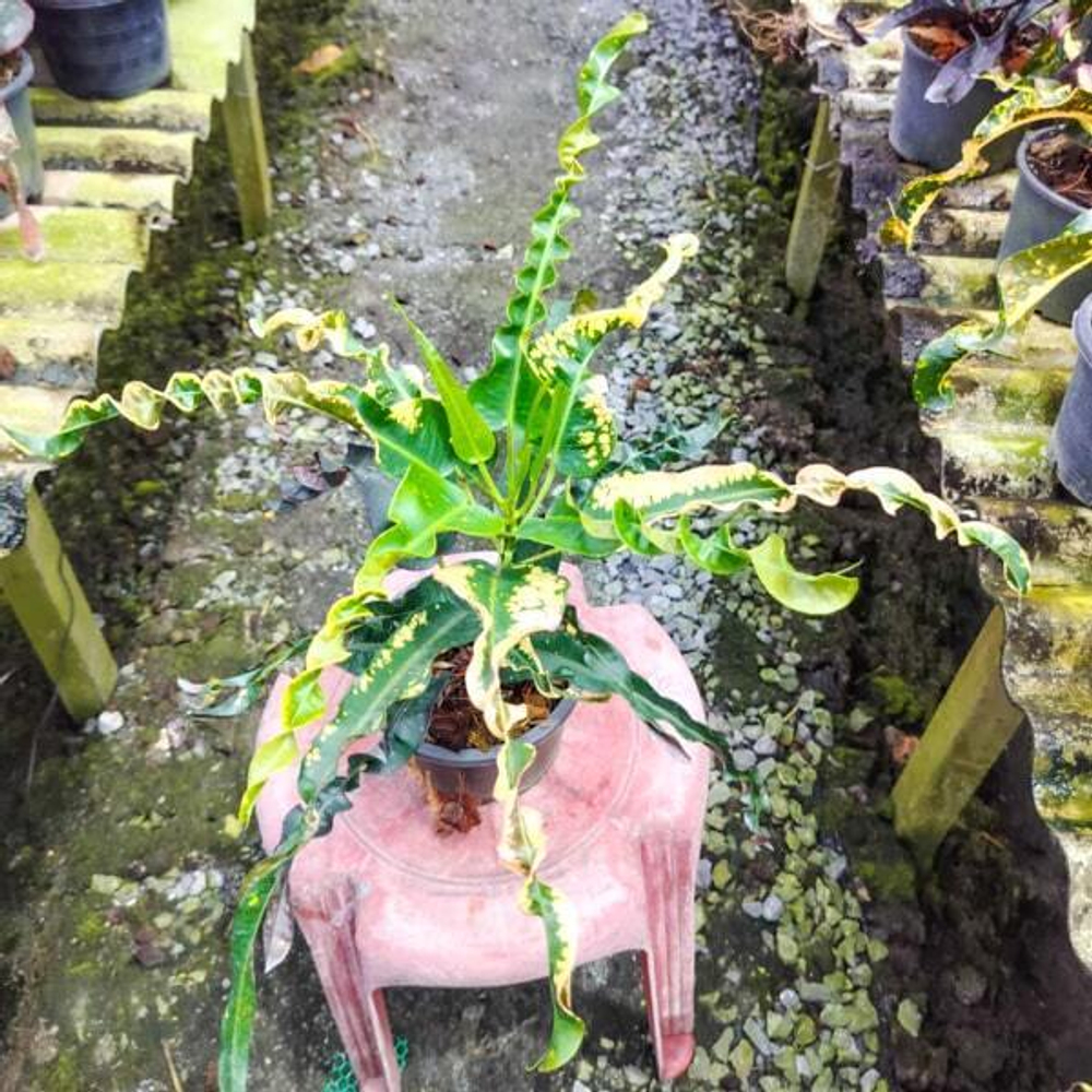 Кротон YAK MAMAESIN