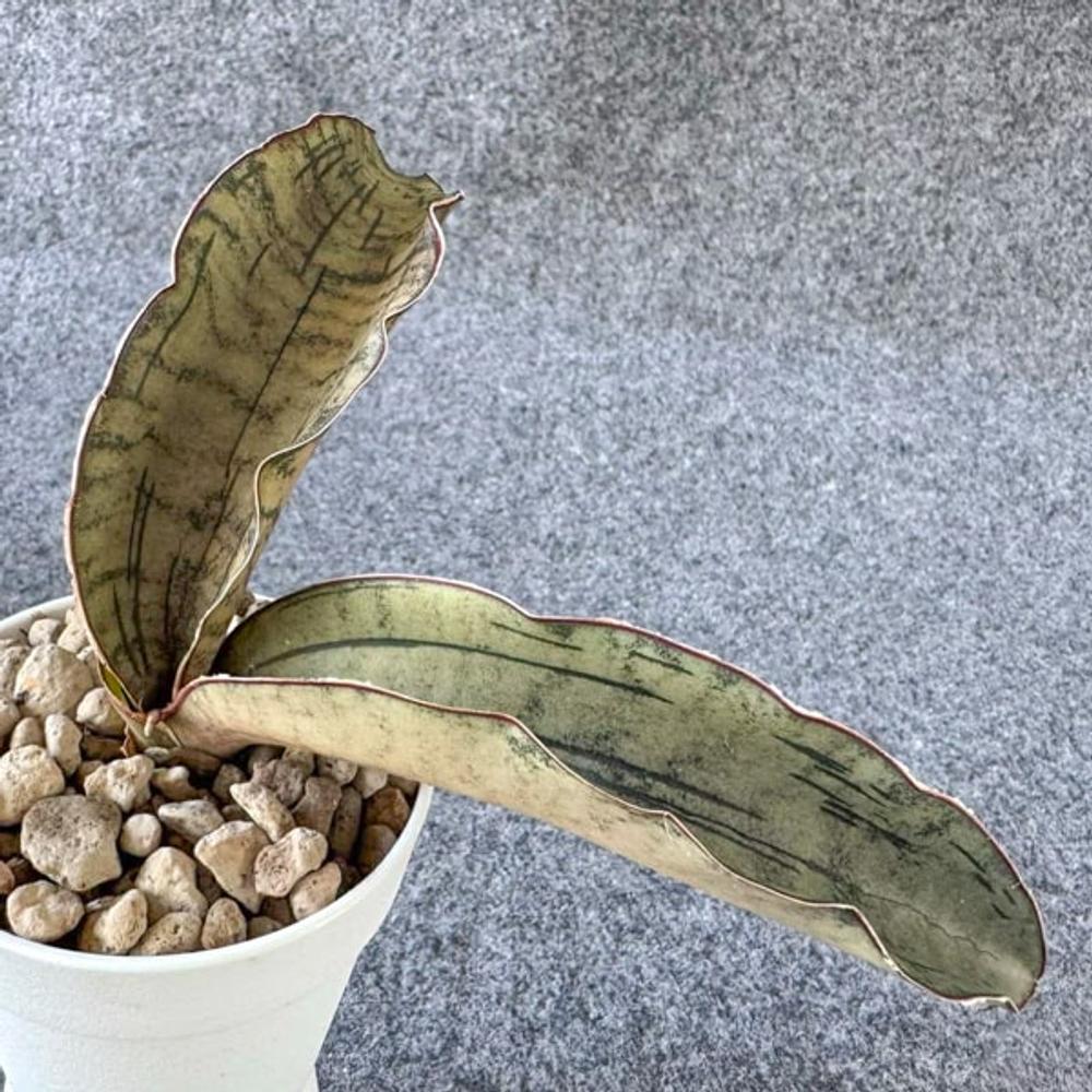 Сансевиерия PEPITO ELEANOR