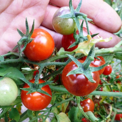 Помидоры - Bing Cherry - Черешня Дикая